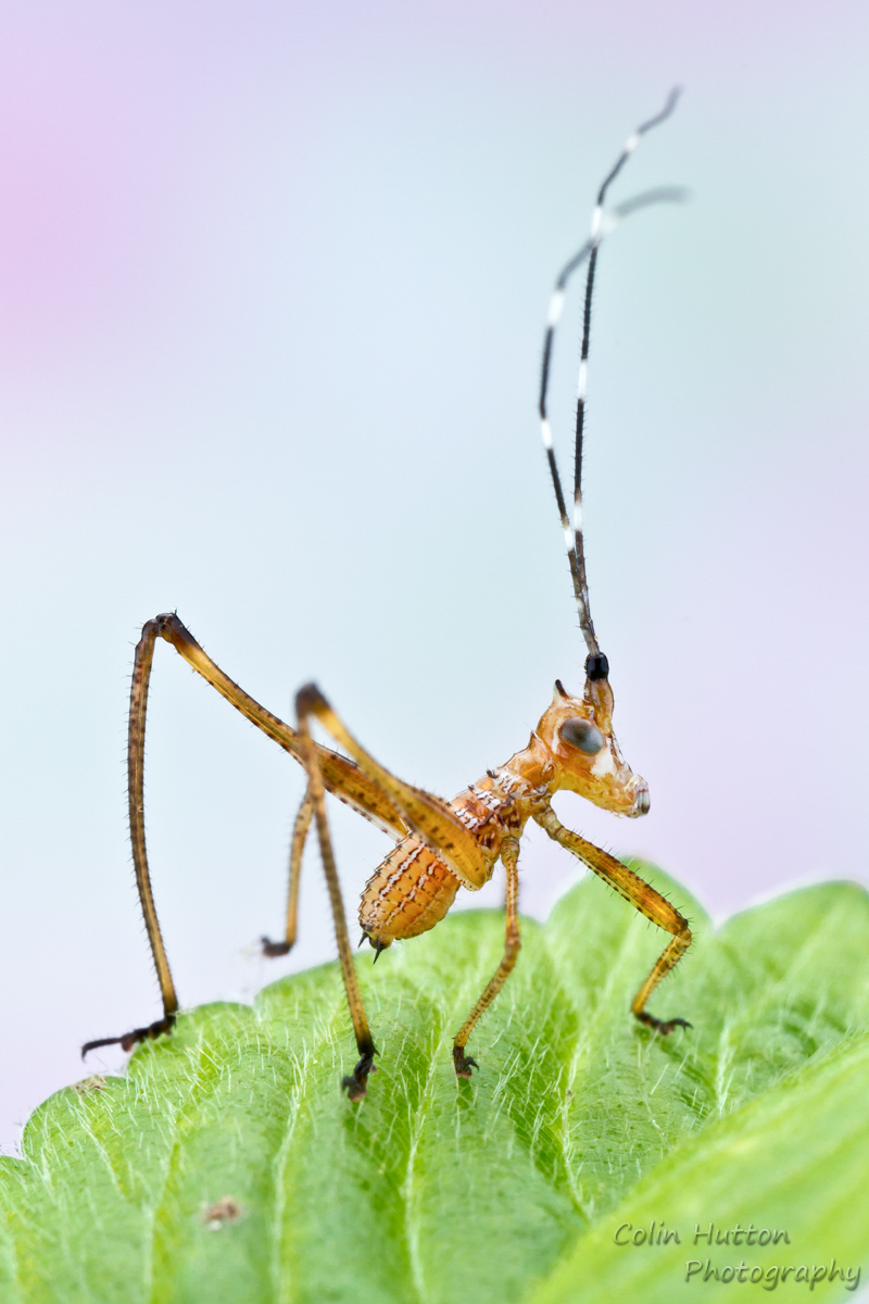 Bush katydid nymph