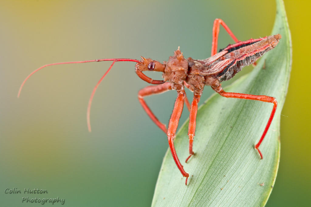 Assassin bug