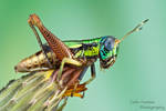 Colorful grasshopper by ColinHuttonPhoto