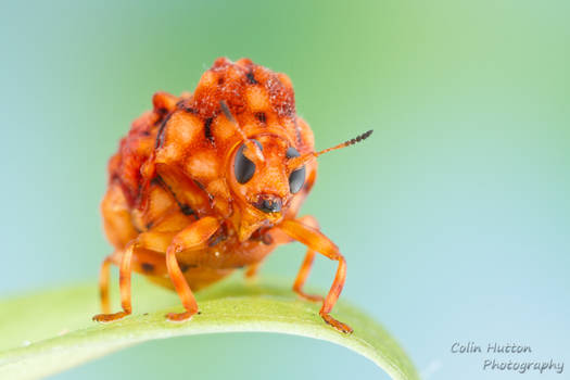 Warty leaf beetle