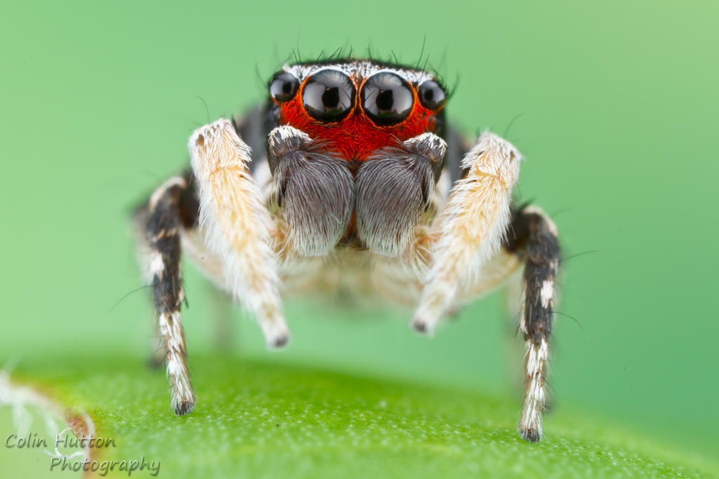 Habronattus ocala by ColinHuttonPhoto