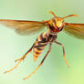 Paper wasp in flight (Polistes major)