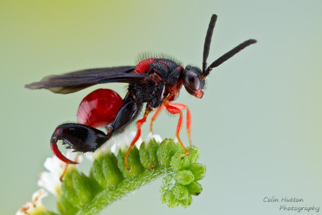 Chalcid wasp - Conura sp. by ColinHuttonPhoto Chalcid wasp - Conura sp. by ColinHuttonPhoto