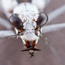 Moustached Tiger Beetle - Ellipsoptera hirtilabris