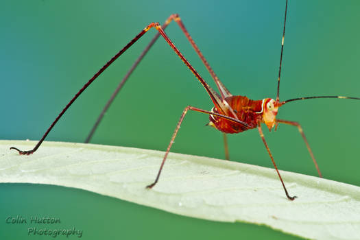 Harvestman-mimicking katydid