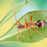 Broad-headed bug nymph