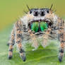 Phidippus workmani