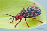 Leaf beetle by ColinHuttonPhoto