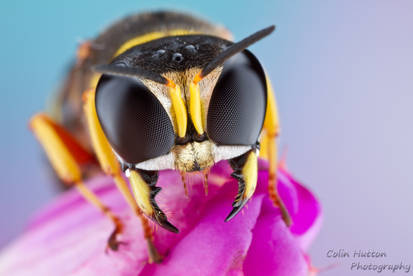 Square-headed wasp
