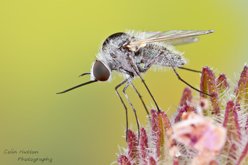 Bee fly - Geron sp. by ColinHuttonPhoto