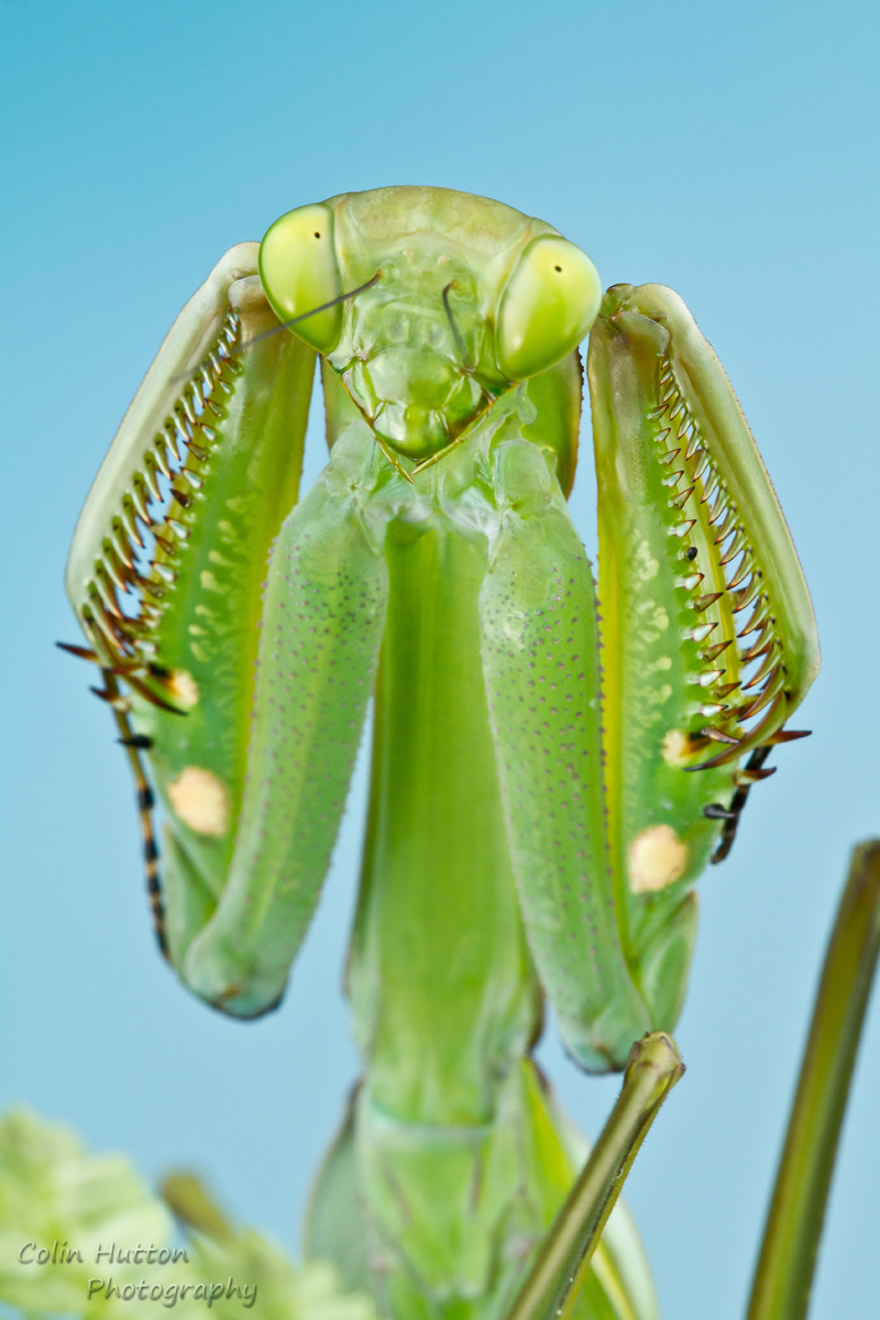 Mantis threat display