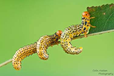 Sawfly larvae by ColinHuttonPhoto