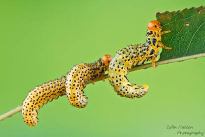 Sawfly larvae