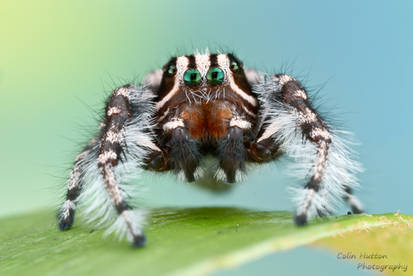 Phidippus tigris