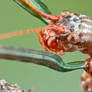 Giant walkingstick - Megaphasma denticrus