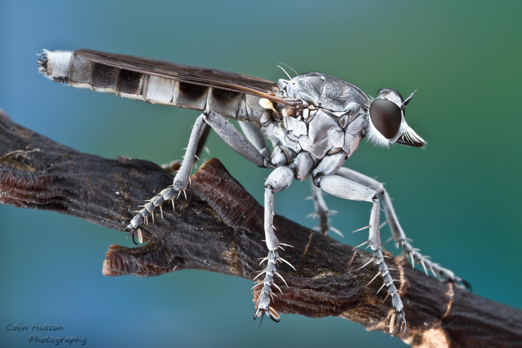 Three-banded robber fly - Stichopogon trifasciatus