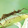 Lichen mimic stick insect