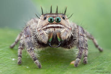 Phidippus bidentatus