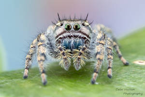 Phidippus vexans