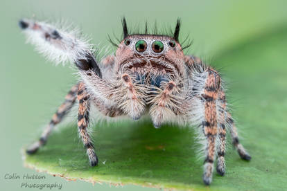 Phidippus toro