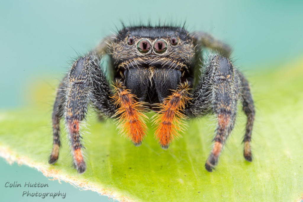 Phidippus georgii by ColinHuttonPhoto Phidippus georgii by ColinHuttonPhoto