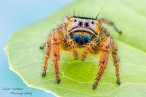 Phidippus arizonensis by ColinHuttonPhoto Phidippus arizonensis by ColinHuttonPhoto