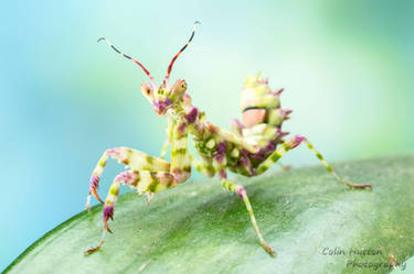 Spiny Flower Mantis - Pseudocreobotra wahlbergi