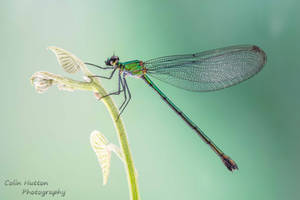 Damselfly by ColinHuttonPhoto Damselfly by ColinHuttonPhoto