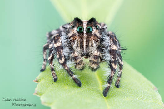 Phidippus comatus