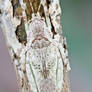 Lichen mimic katydid