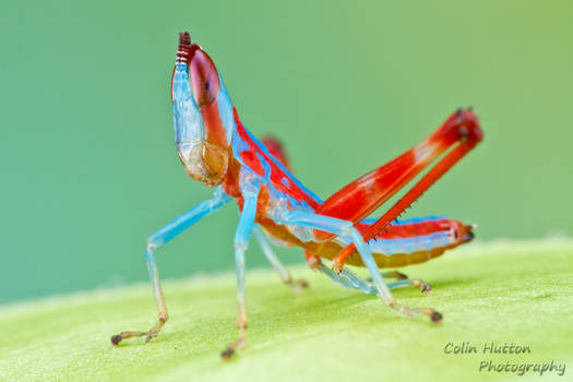 Monkey grasshopper - Eumastacidae