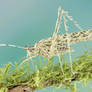 Lichen Katydid - Markia sp.