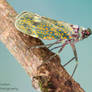 Lanternfly - Enchophora stillifera