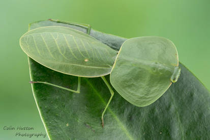 Peruvian Shield Mantis - Choeradodis rhombicollis