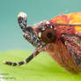 Colorful moth from Sumatra