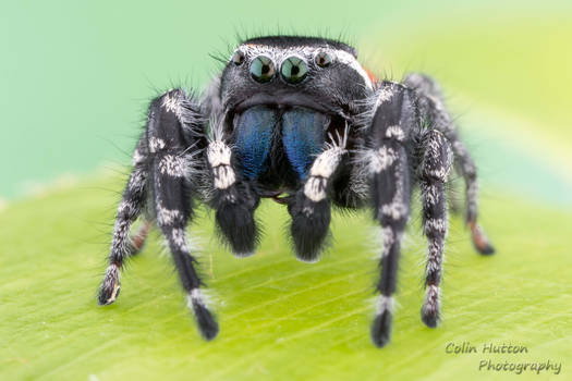 Phidippus pompatus