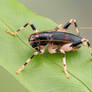 Raspy cricket - Gryllacrididae