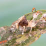 Cryptic katydid - Pycnopalpa sp.