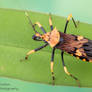 Assassin bug - Censorinus ferrugineus