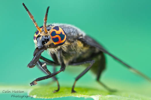 Deer fly - Chrysops sp.