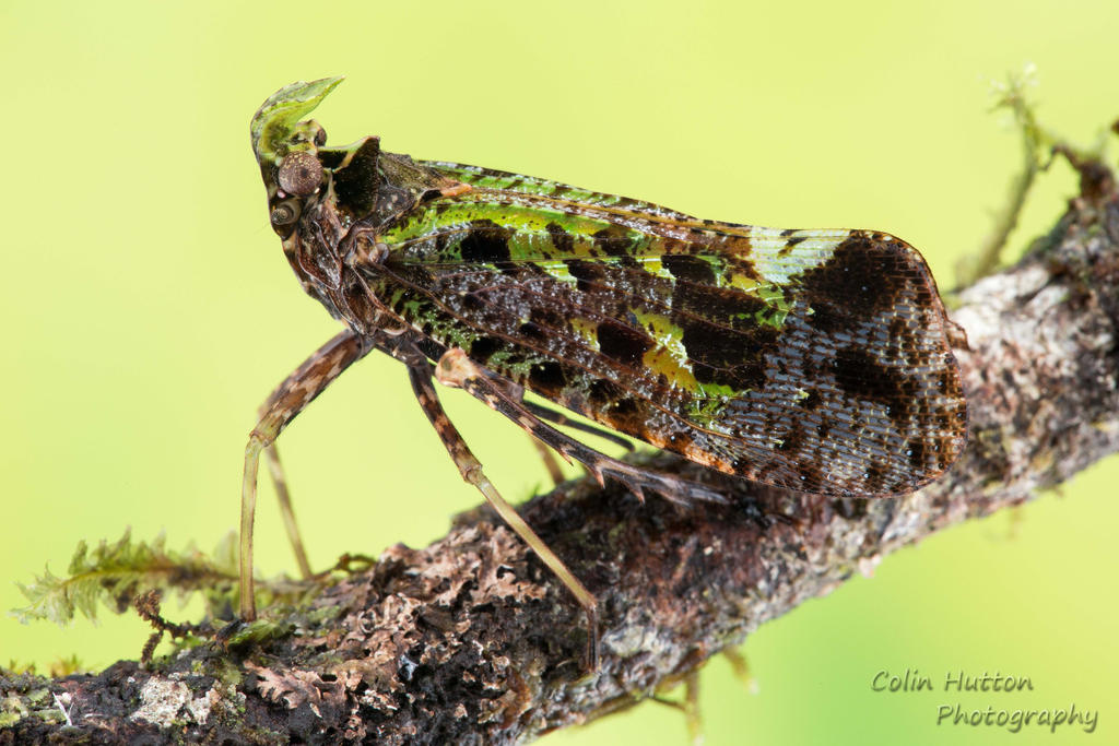 Fulgorid planthopper - Belbina recurva by ColinHuttonPhoto on DeviantArt