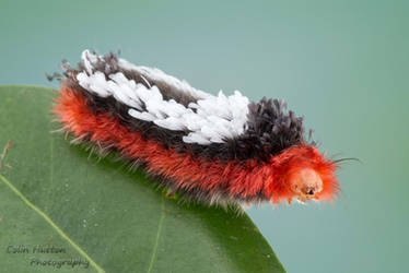 Shag carpet caterpillar - Prothysana sp