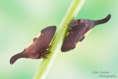 Two-marked Treehopper - Enchenopa sp.