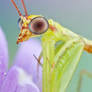 Green Mantisfly - Zeugomantispa minuta