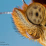 Great Spangled Fritillary - Speyeria cybele