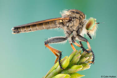 Robber fly  - Cophinopoda sp.