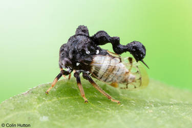 Treehopper - Hamma sp.