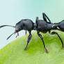 Ant-mimicking checkered beetle