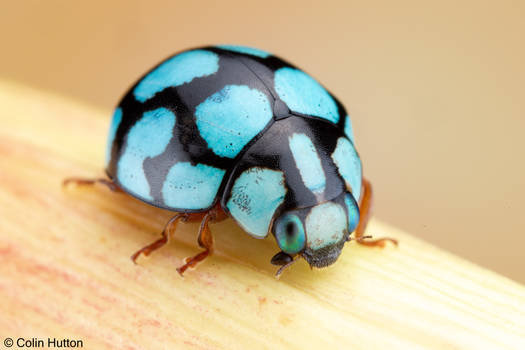 Blue lady beetle