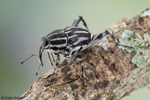 Striped weevil - Cyllophorus sp.